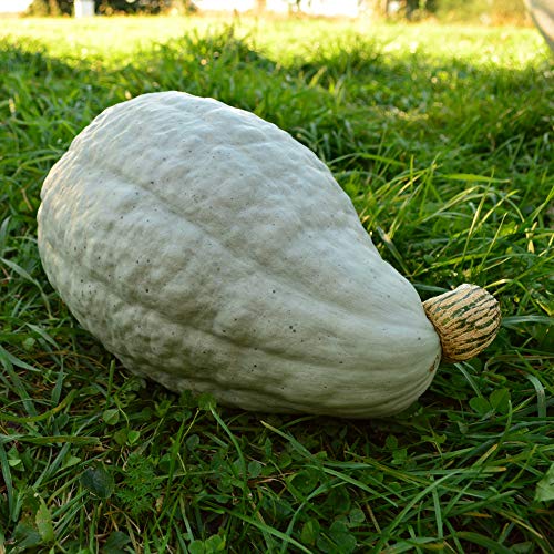 New England Blue Hubbard Squash - 25 Seeds - Heirloom Squash Variety, Easy-to-Grow, Non-GMO Winter Squash Seeds for Planting Outdoors in The Home Garden, Thresh Seed Company