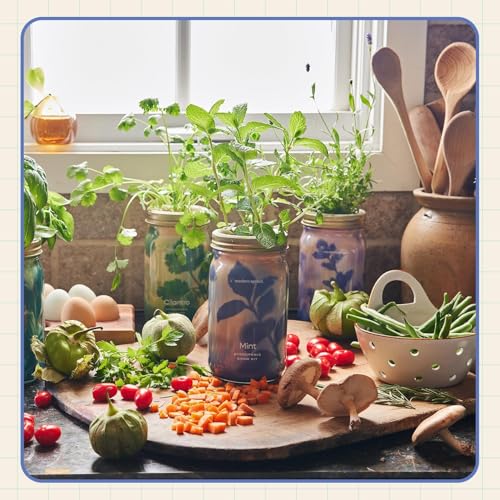 Modern Sprout Mason Garden Jar - Self-Watering Hydroponics Kit - Lavender - color: Lavender, size: Garden Jars