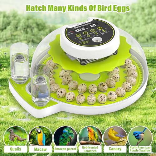 40 Quail Egg Incubator with Automatic Egg Turning Humidity Control Eggs - color: Green