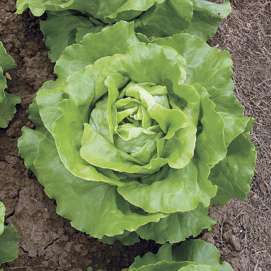 Park Seed Sow Effortless Collection Seed Tape – Sylvestra Lettuce, 15 Feet – Easy DIY Planting, Crisp & Flavorful Butterhead Variety, Disease Resistant and Bolt Tolerant, Ready in 52 Days, No Thinning - color: Sylvestra Lettuce