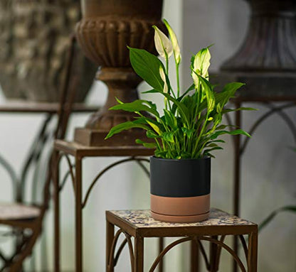 D'vine Dev 8 Inch Ceramic Planter Pot, Black/Tan, 94-O-D-7 - color: Black/Speckled Tan, size: Medium