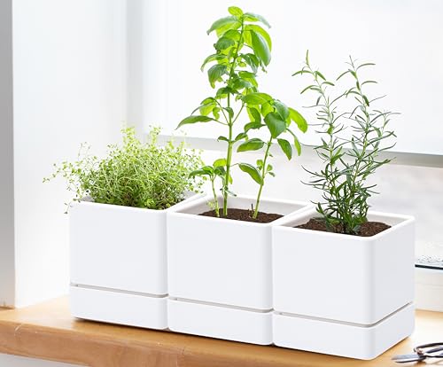 D'vine Dev 3-Pack Plastic Herb Planter Pots, 4 in, White, 76-Y-A3-1 - color: White, size: 12 Inch x 4.5 Inch