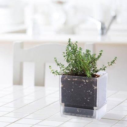 D'vine Dev Acrylic Herb Planter Pot, 4 in, Clear, 76-Y-D-1 - color: Clear, size: 4 Inch x 4.5 Inch