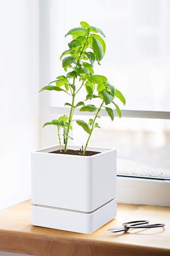 D'vine Dev 2-Pack Plastic Herb Planter Pots, 4 in, White, 76-Y-A2-1 - color: White, size: 8 Inch x 4.5 Inch
