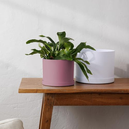 Bloem Mathers 6" Plastic Planter - Modern Indoor Pot with Drainage Holes and Saucer Tray, Dusty Rose - color: Dusty Rose, size: 6"