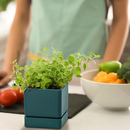 D'vine Dev Plastic Herb Planter Pot, 4 in, Green, 76-Y-C-1 - color: Green, size: 4 Inch x 4.5 Inch