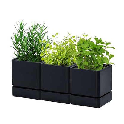 D'vine Dev 3-Pack Plastic Herb Planter Pots, 4 in, Black, 76-Y-B3-1 - color: Black, size: 12 Inch x 4.5 Inch