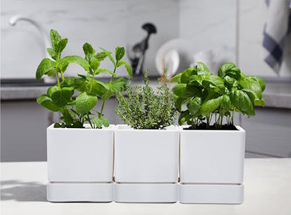 D'vine Dev 3-Pack Plastic Herb Planter Pots, 4 in, White, 76-Y-A3-1 - color: White, size: 12 Inch x 4.5 Inch