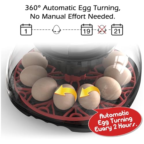 Incubators for Hatching Eggs Automatic Egg Incubator with Temperature Control Humidity Display 12 Egg Capacity for Chicken Duck Goose Eggs Digital Display Auto Turner 360° View - size: 24-quail eggs