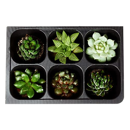 The Hydroponic City Seed Starter Tray, 720 Cells (120 Trays - 6 Cells Per Tray) + Plant Stakes