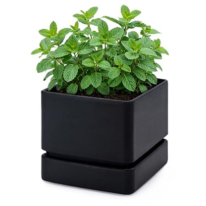 D'vine Dev Plastic Herb Planter Pot, 6 in, Black, 76-Y-B1-2 - color: Black, size: 6 Inch x 6.5 Inch