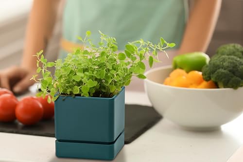 D'vine Dev 4-Pack Plastic Herb Planter Pots, 4 in, Green, 76-Y-C-1 - color: Green, size: 16 Inch x 4.5 Inch