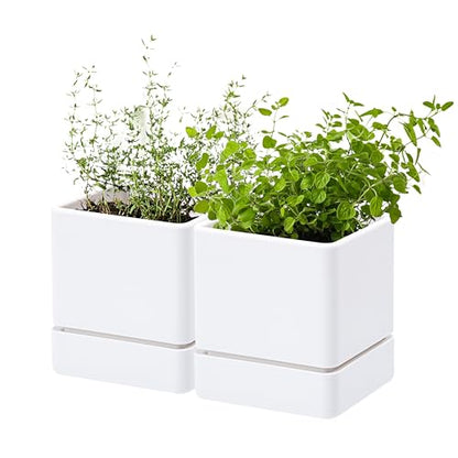 D'vine Dev 2-Pack Plastic Herb Planter Pots, 4 in, White, 76-Y-A2-1 - color: White, size: 8 Inch x 4.5 Inch