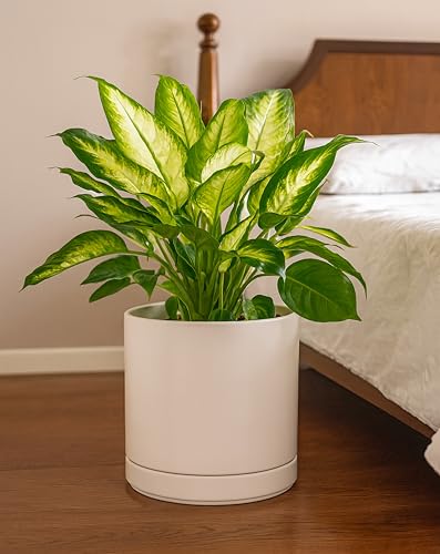 D'vine Dev 10 Inch Ceramic Planter Pot, Oatmeal, 94-O-E-8 - color: Oatmeal, size: Large