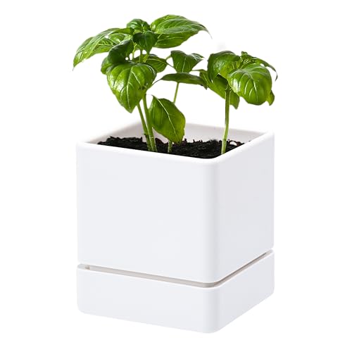 D'vine Dev Plastic Herb Planter Pot, 4 in, White, 76-Y-A1-1 - color: White, size: 4 Inch x 4.5 Inch