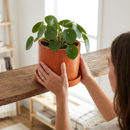 6 Inch Ceramic Plant Pot with Drainage Hole & Tray – Terracotta - color: Terracotta