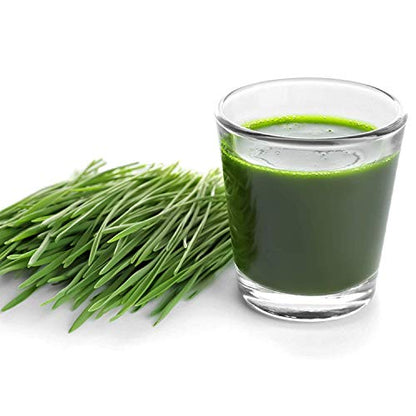 Handy Pantry Organic Wheatgrass Growing Kit w/Hurricane Stainless Steel