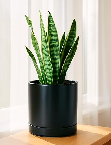 D'vine Dev 8.2 Inch Ceramic Planter Pot, Black, 94-O-D-2 - color: Black, size: Medium