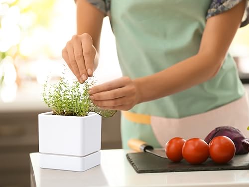 D'vine Dev Plastic Herb Planter Pot, 4 in, White, 76-Y-A1-1 - color: White, size: 4 Inch x 4.5 Inch