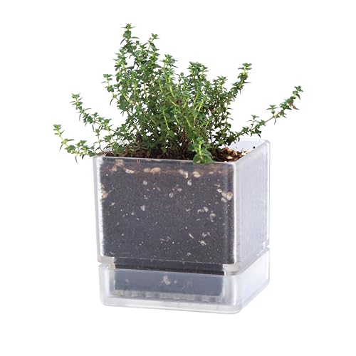 D'vine Dev Acrylic Herb Planter Pot, 4 in, Clear, 76-Y-D-1 - color: Clear, size: 4 Inch x 4.5 Inch