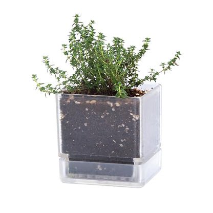 D'vine Dev Acrylic Herb Planter Pot, 4 in, Clear, 76-Y-D-1 - color: Clear, size: 4 Inch x 4.5 Inch