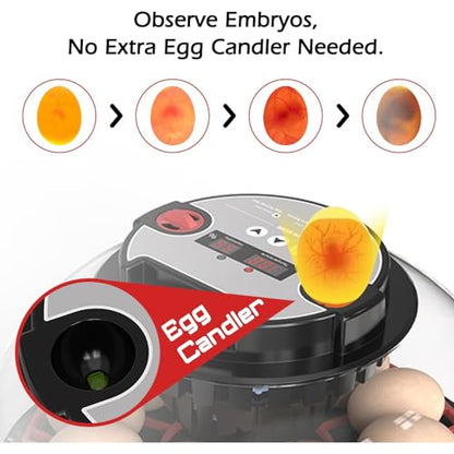 Incubators for Hatching Eggs Automatic Egg Incubator with Temperature Control Humidity Display 12 Egg Capacity for Chicken Duck Goose Eggs Digital Display Auto Turner 360° View - size: 24-quail eggs