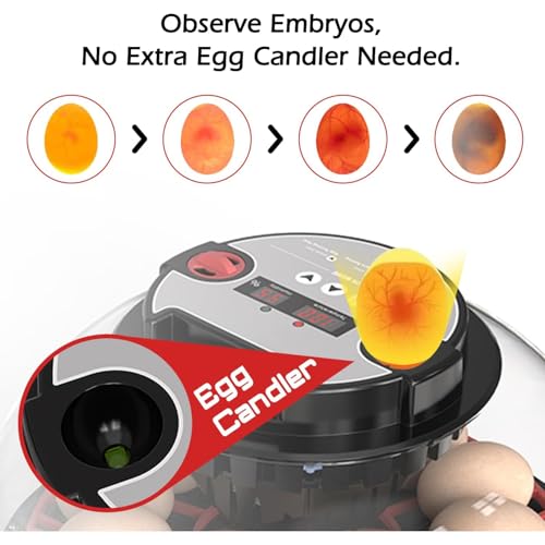 Incubators for Hatching Eggs Automatic Egg Incubator with Temperature Control Humidity Display 12 Egg Capacity for Chicken Duck Goose Eggs Digital Display Auto Turner 360° View - size: 24-quail eggs