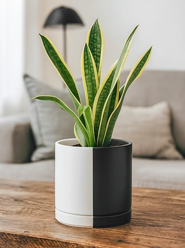 D'vine Dev 8.2 Inch Ceramic Planter Pot, Black White Split, 94-O-D-0 - color: Split Monochrome Black & White, size: Medium
