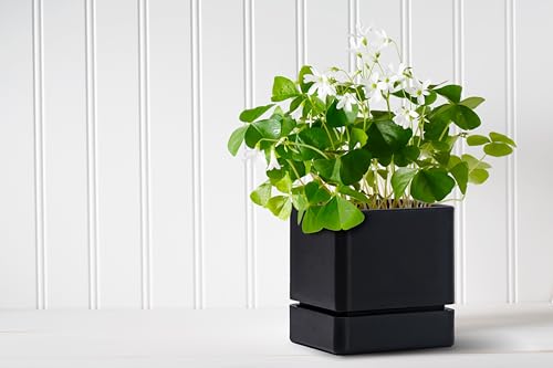D'vine Dev Plastic Herb Planter Pot, 4 in, Black, 76-Y-B1-1 - color: Black, size: 4 Inch x 4.5 Inch