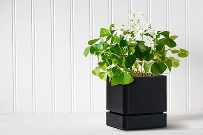 D'vine Dev 2-Pack Plastic Herb Planter Pots, 4 in, Black, 76-Y-B2-1 - color: Black, size: 8 Inch x 4.5 Inch