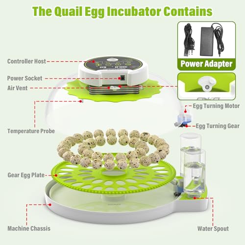 40 Quail Egg Incubator with Automatic Egg Turning Humidity Control Eggs - color: Green
