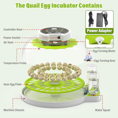 40 Quail Egg Incubator with Automatic Egg Turning Humidity Control Eggs - color: Green