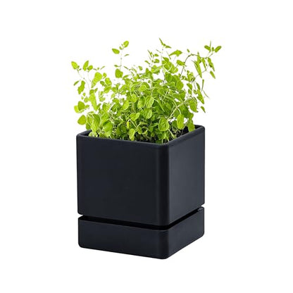 D'vine Dev Plastic Herb Planter Pot, 4 in, Black, 76-Y-B1-1 - color: Black, size: 4 Inch x 4.5 Inch