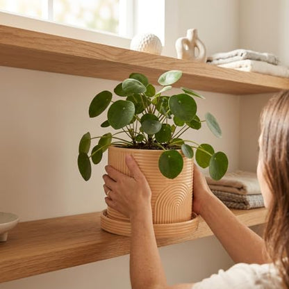 6 Inch Ceramic Plant Pot with Drainage Hole & Tray – Buttercream - color: Buttercream