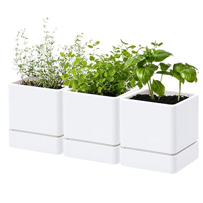 D'vine Dev 3-Pack Plastic Herb Planter Pots, 4 in, White, 76-Y-A3-1 - color: White, size: 12 Inch x 4.5 Inch