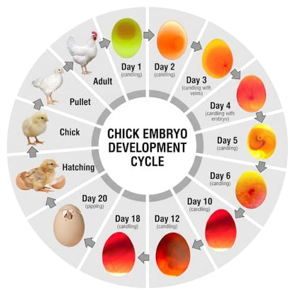 Egg Candler for Chicken Eggs, Rechargeable USB Egg Candling Light - color: Dark Silver
