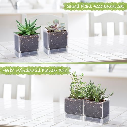 D'vine Dev 2-Pack Acrylic Herb Planter Pots, 4 in, Clear, 76-Y-D-1 - color: Clear, size: 8 Inch x 4.5 Inch