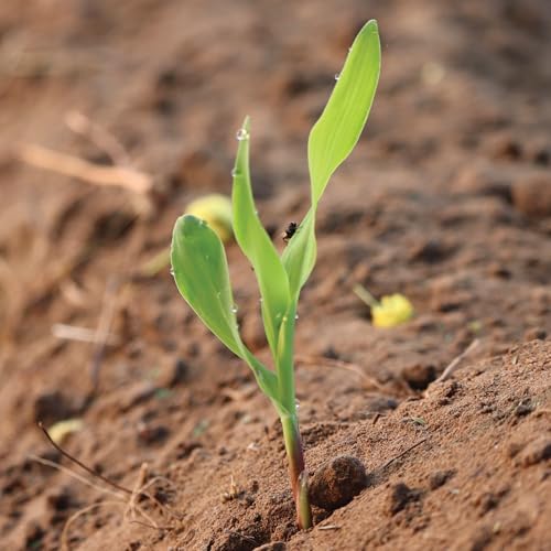 Seed Needs Peaches and Cream Corn Seeds 230 Seeds 1.5 Ounce Bulk Pack