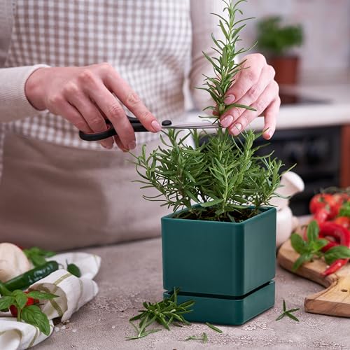 D'vine Dev 4-Pack Plastic Herb Planter Pots, 4 in, Green, 76-Y-C-1 - color: Green, size: 16 Inch x 4.5 Inch
