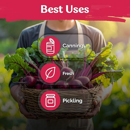 1,200 Detroit Dark Red Beet Heirloom Vegetable Seeds, Beta Vulgaris