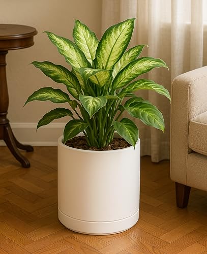 D'vine Dev 10 Inch Ceramic Planter Pot, Oatmeal, 94-O-E-8 - color: Oatmeal, size: Large