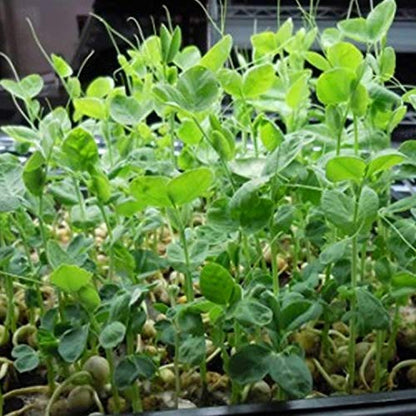 Handy Pantry Certified Organic Dried Green Pea Sprouting Seed - 1 Lb - size: 1 pound
