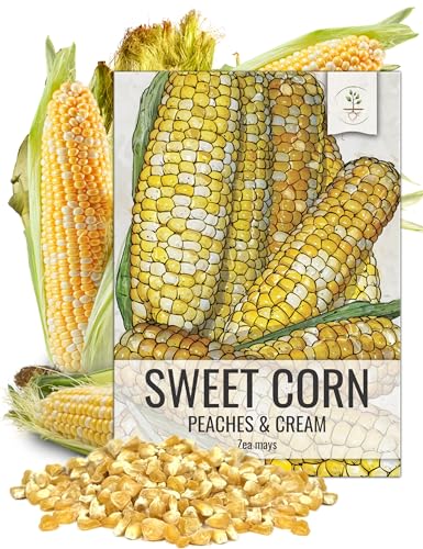 Seed Needs Peaches and Cream Corn Seeds 230 Seeds 1.5 Ounce Bulk Pack