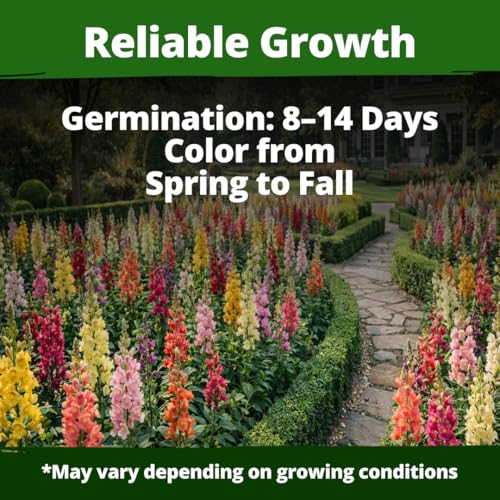 HOME GROWN Snapdragon Seeds, Tetra, 2,000 Seeds, Antirrhinum majus
