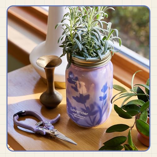 Modern Sprout Hydroponic Grow + Harvest Bundle - color: Lavender Garden Jar + Lavender Shears
