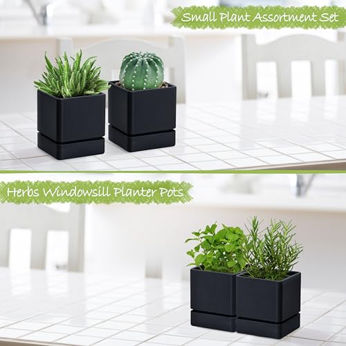D'vine Dev 2-Pack Plastic Herb Planter Pots, 4 in, Black, 76-Y-B2-1 - color: Black, size: 8 Inch x 4.5 Inch