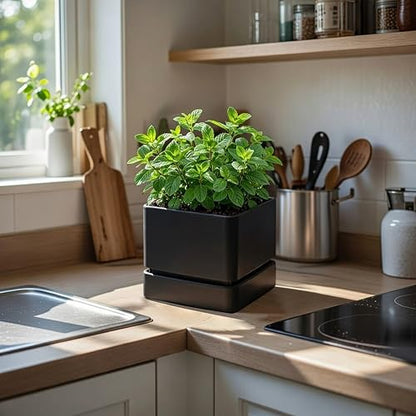 D'vine Dev Plastic Herb Planter Pot, 6 in, Black, 76-Y-B1-2 - color: Black, size: 6 Inch x 6.5 Inch
