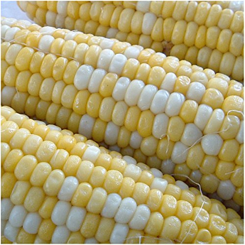 Seed Needs Peaches and Cream Corn Seeds 230 Seeds 1.5 Ounce Bulk Pack