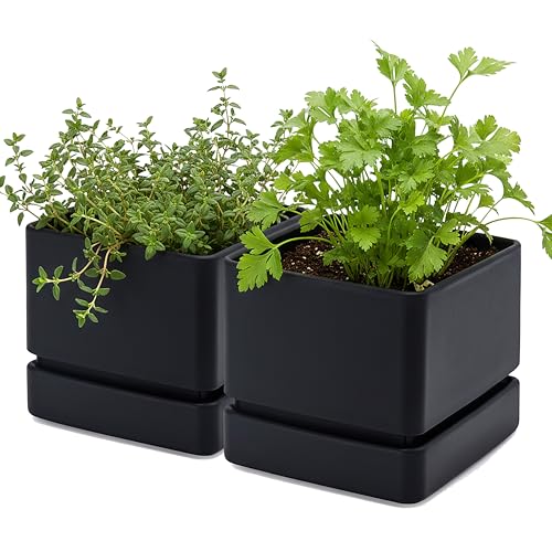 D'vine Dev 2-Pack Plastic Herb Planter Pots, 6 in, Black, 76-Y-B2-2 - color: Black, size: 12 Inch x 6.5 Inch