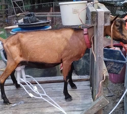 3L Goat Milking Machine, Hantop Plug-in Vacuum Pump Goat Milker (Basic)